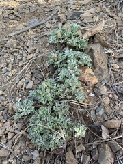 Chaenactis nevadensis