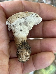 Phellodon violascens