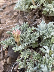 Chaenactis nevadensis