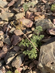 Cymopterus terebinthinus californicus