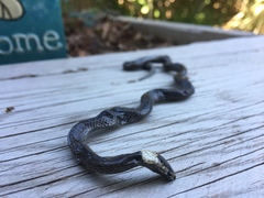 Cacophis harriettae