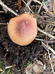 Chalciporus rubinellus