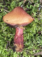 Chalciporus rubinellus
