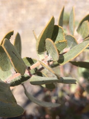 Arctostaphylos catalinae