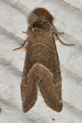 Plagiomimicus spumosum