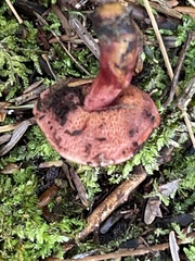 Chalciporus rubinellus