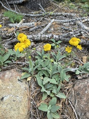 Arnica dealbata