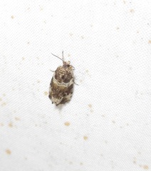 Olethreutes valdanum