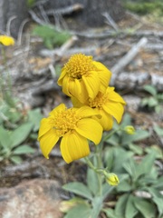 Arnica dealbata