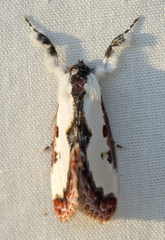 Eudryas brevipennis