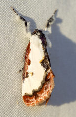 Eudryas brevipennis