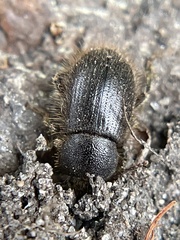 Eleodes littoralis