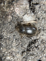 Eleodes littoralis