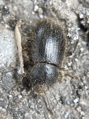 Eleodes littoralis
