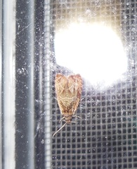 Olethreutes clavana