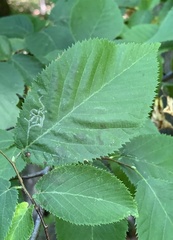 Caloptilia ostryaeella