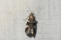 Acrobasis vaccinii