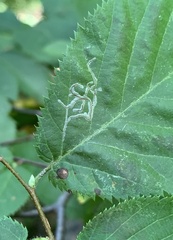 Caloptilia ostryaeella