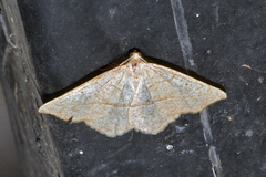 Drepanulatrix bifilata