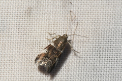 Acrobasis vaccinii