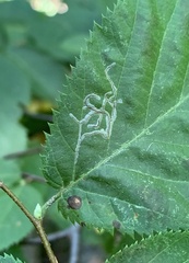Caloptilia ostryaeella