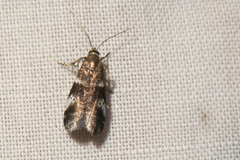 Acrobasis vaccinii