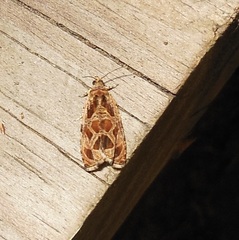 Olethreutes tilianum
