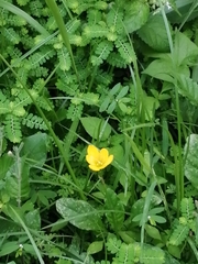 Zephyranthes citrina