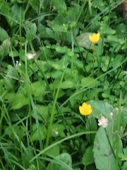 Zephyranthes citrina