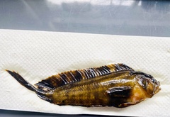 Cristiceps aurantiacus