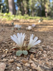 Lewisia kelloggii