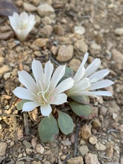 Lewisia kelloggii