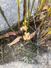 Utricularia fulva