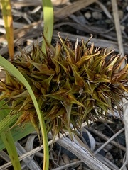 Carex macrocephala