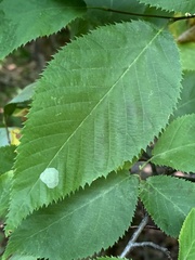 Phyllonorycter tritaenianella