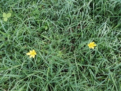 Zephyranthes citrina