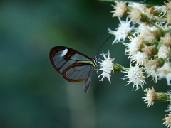 Ithomia agnosia
