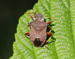 Picromerus bidens
