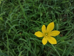 Zephyranthes citrina
