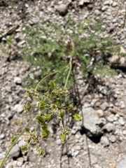 Cymopterus terebinthinus californicus