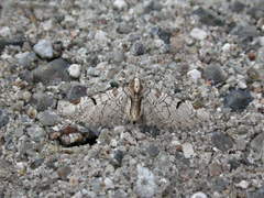 Eupithecia insigniata