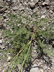 Cymopterus terebinthinus californicus