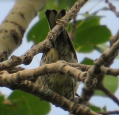 Setophaga coronata coronata