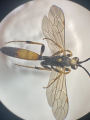 Ichneumon gracilentus