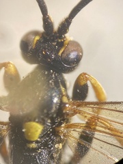 Ichneumon gracilentus