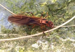 Acromyrmex coronatus