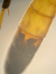 Ichneumon gracilentus