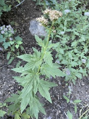 Phacelia procera
