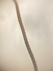 Ichneumon gracilentus