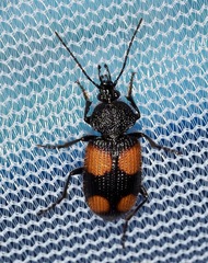 Panagaeus crucigerus